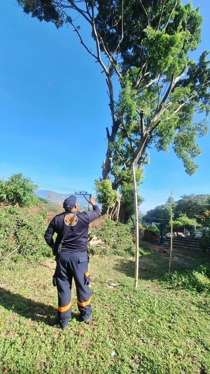 D_Capitalino's tweet photo. Elementos de Protección Civil Municipal de la Comuna Central  talan  árbol en kilómetro 3 1/2 a los Planes de Renderos, Zona 5, Distrito Capital para evitar percances en la zona y resguardar la vida de la ciudadanía. https://t.co/zzig6k9Ucr