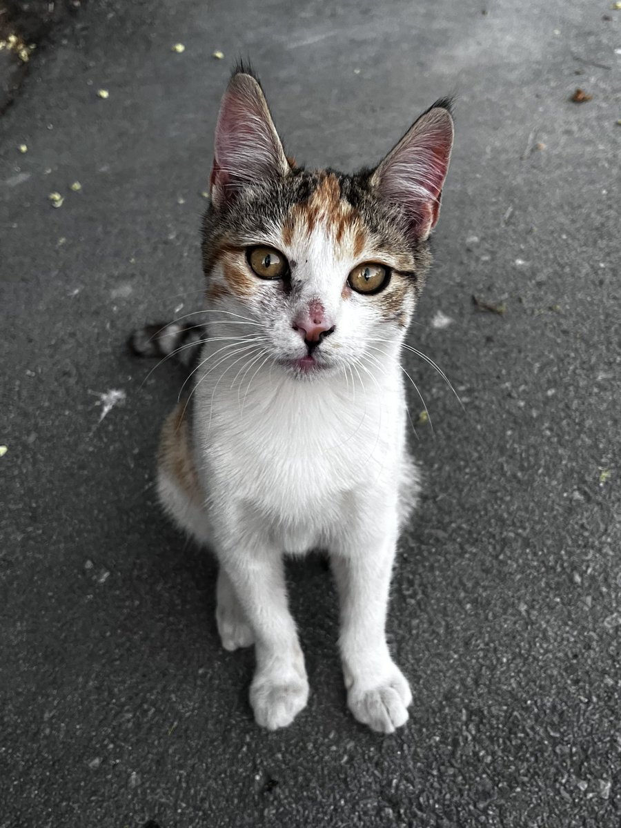 50R3try's tweet photo. Şu bebeğime bi daha bakın ya... sise gelsin mi? Şans bebeği hem de 😻 https://t.co/KaQ4CxAdgY