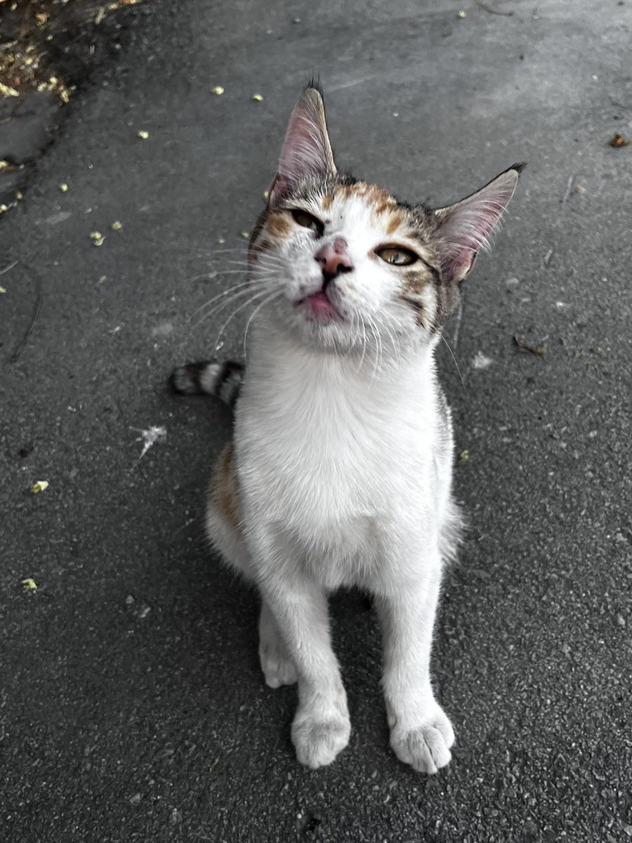 50R3try's tweet photo. Şu bebeğime bi daha bakın ya... sise gelsin mi? Şans bebeği hem de 😻 https://t.co/KaQ4CxAdgY