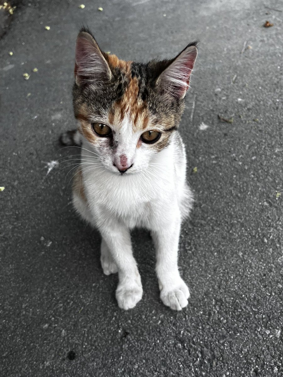 50R3try's tweet photo. Şu bebeğime bi daha bakın ya... sise gelsin mi? Şans bebeği hem de 😻 https://t.co/KaQ4CxAdgY