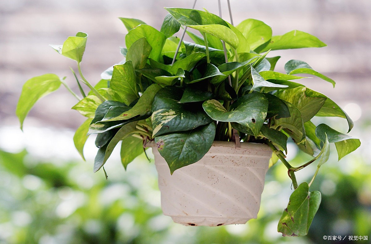 ramroop_shereen's tweet photo. Keep your pothos happy! Water when top 2 inches of soil is dry, place in bright indirect light, and wipe leaves monthly to prevent dust buildup. https://t.co/dLJ5fkILvr