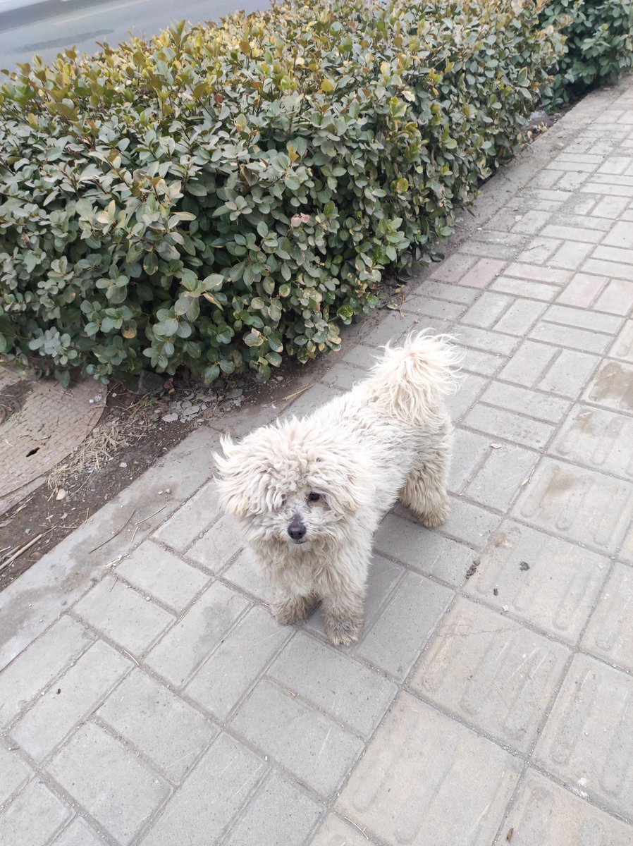 luis_sarmina's tweet photo. My little furball just hit his 6-month growth milestone! From a wobbly tiny pup to a zooming ball of energy in half a year—love this little guy more every day ， https://t.co/1k2wcTWLrn