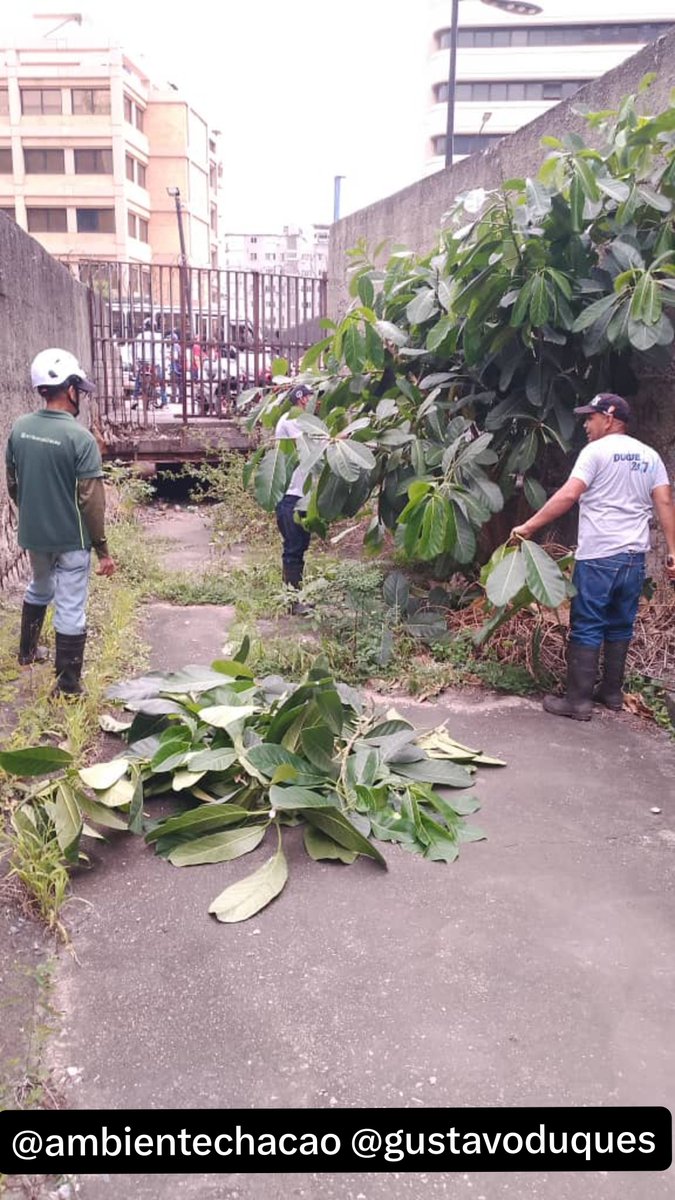 AmbienteChacao's tweet photo. Supervisamos la limpieza y mantenimiento preventivo de las quebradas municipales, Sebucan y Qda. Seca con apoyo del desmalezamiento por parte  @chacao_obraspub Exhortamos a la comunidad a no arrojar desechos en ellas para evitar contratiempos en caso de lluvias. 
@duquegustavoS https://t.co/BxCzMU83Vu