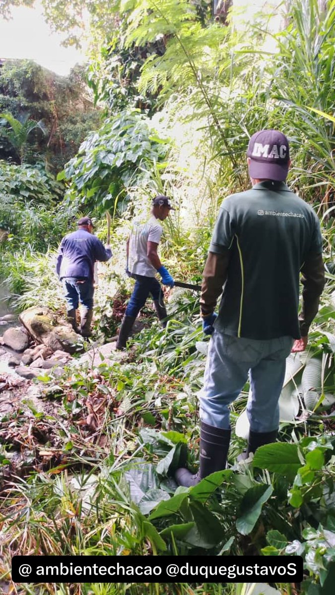 AmbienteChacao's tweet photo. Supervisamos la limpieza y mantenimiento preventivo de las quebradas municipales, Sebucan y Qda. Seca con apoyo del desmalezamiento por parte  @chacao_obraspub Exhortamos a la comunidad a no arrojar desechos en ellas para evitar contratiempos en caso de lluvias. 
@duquegustavoS https://t.co/BxCzMU83Vu
