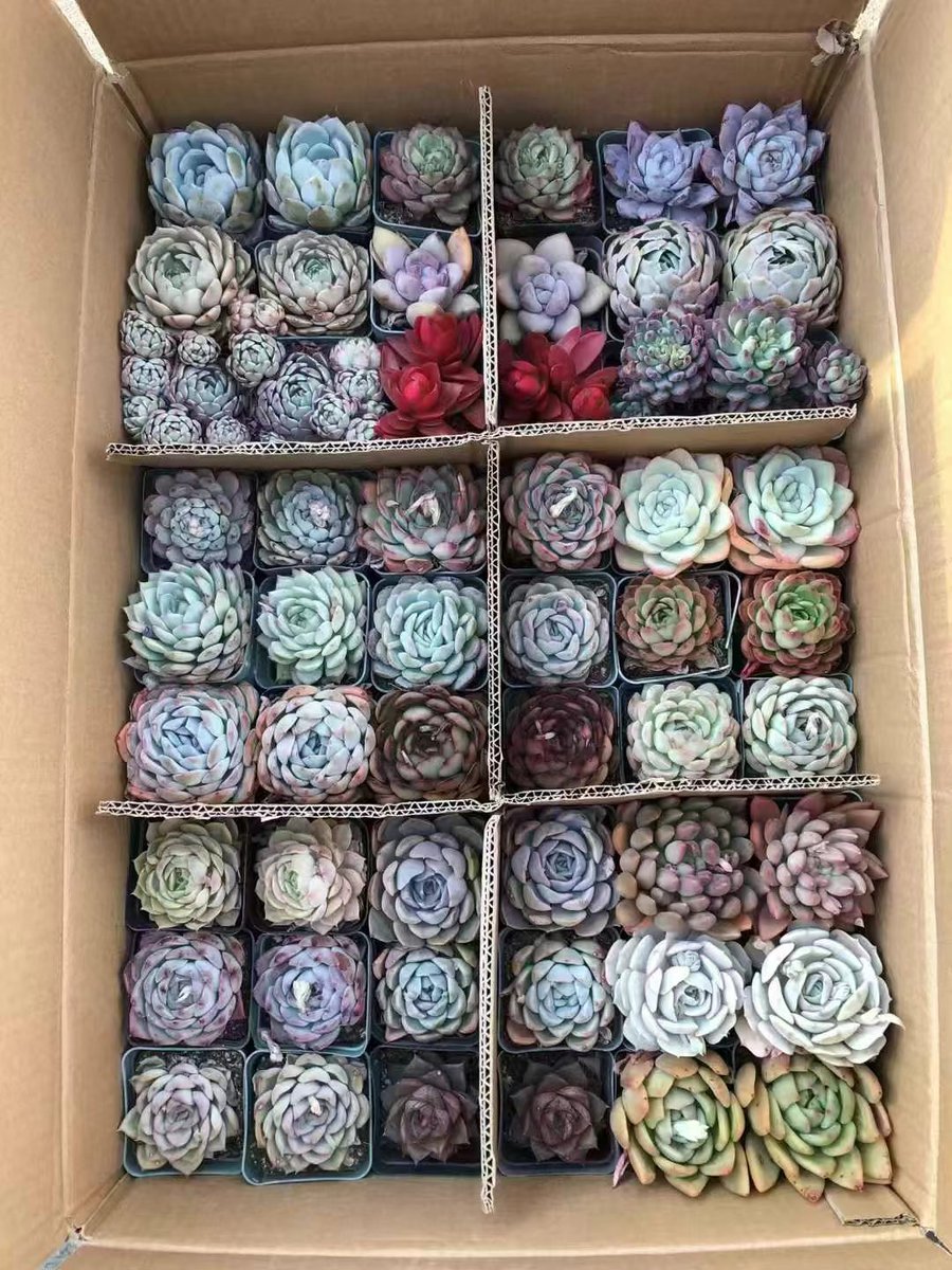RobertDL16's tweet photo. Transform your desk into a calm productivity zone with only a minimalist lamp, a notebook, and a potted succulent—less clutter, more focus https://t.co/8Kbfk556NX
