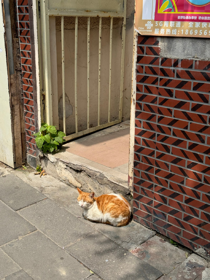 AnnaHashem's tweet photo. Golden hour light hitting the old city wall, a random street cat curled up on a weathered stone step—small, perfect moment caught on the go.， https://t.co/duu3tr40da
