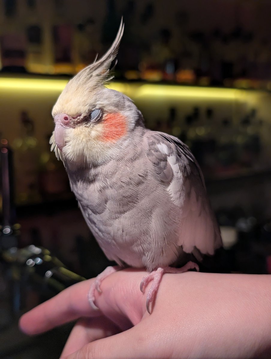 simpsondesu's tweet photo. #迷い鳥
#迷いオカメインコ
岡山市北区柳町2-6-6で見つけました
飼い主さんいませんか？ https://t.co/7fQZyXdnmV