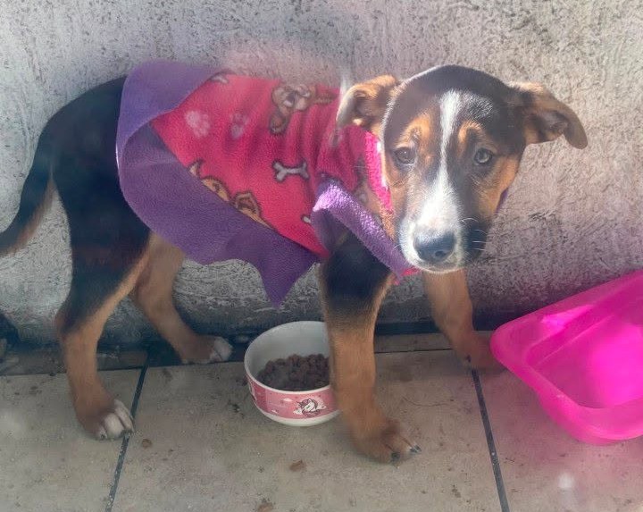 eltuitdemarsh's tweet photo. Encontraron a este perrito abandonado, lo rescataron, pero está todo el día solito y esa no es vida para un bebé. Él necesita cariño, cuidados, compañía y juegos. Si deseas darle ese hogar, comunícate al +56953185607. Favor RT!
#SantiagoCentro https://t.co/1xNmaqUfDD