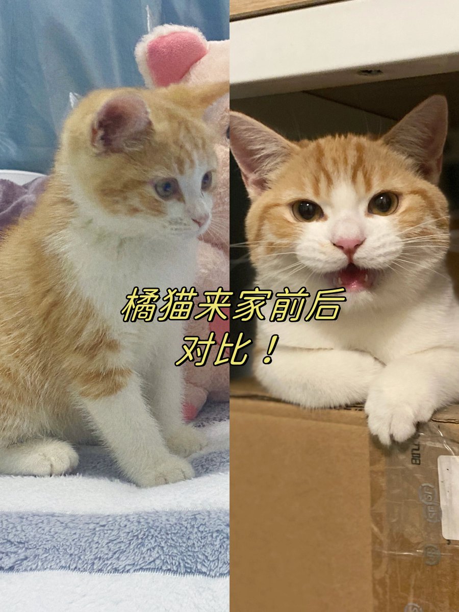 kenco005's tweet photo. My tiny furball turned into a confident little adventurer in just 6 months! Every wag, purr and zoom is my favorite milestone—pet parenthood hits different ， https://t.co/ctHS7ggOv9