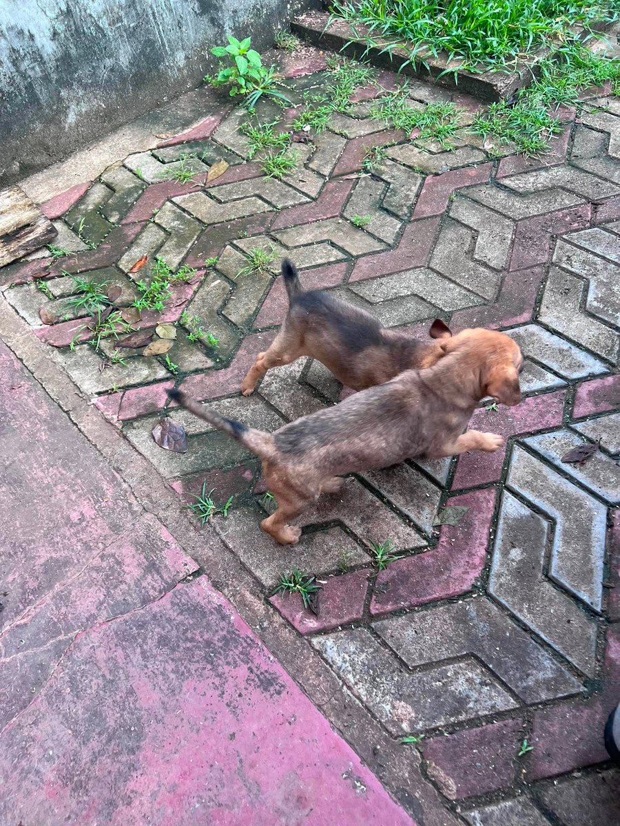 AnimalSOSSLanka's tweet photo. Two Little Presents Over the Wall
Two little girls were dumped over the wall of our managers’ home during the night. 

💔 Meet Cassie & Cora. 
Dumping puppies and kittens is a huge issue in Sri Lanka. Despite free spay and neuter programmes, the constant influx of unwanted animals places an enormous strain on our charity.
Both pups are anaemic with Babesia & treatment has started. We already care for 2,000+ dogs & cats, many disabled or abuse cases.

Please help towards their blood tests, treatments, vaccinations, sterilisation, food & care. 
Every donation helps. ❤️🐾
https://t.co/EXsII3aNL5

@Jan_Leeming @PeterEgan6 @rickygervais 

#SriLanka #RescueDogs #PuppyRescue #AnimalRescue #DogsInNeed #DogRescue #HelpAnimals #Babesia #StreetDogs #Donate
