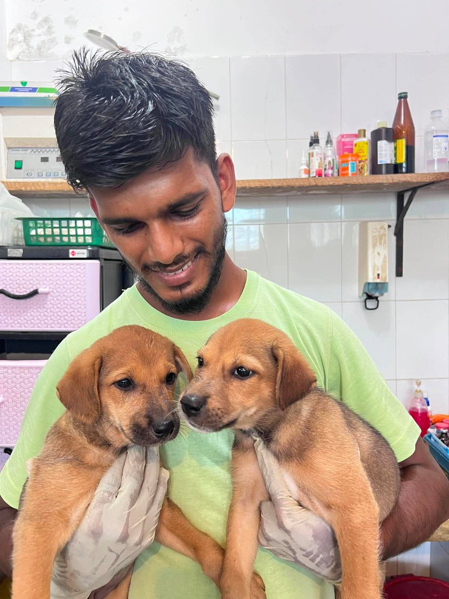 AnimalSOSSLanka's tweet photo. Two Little Presents Over the Wall
Two little girls were dumped over the wall of our managers’ home during the night. 

💔 Meet Cassie & Cora. 
Dumping puppies and kittens is a huge issue in Sri Lanka. Despite free spay and neuter programmes, the constant influx of unwanted animals places an enormous strain on our charity.
Both pups are anaemic with Babesia & treatment has started. We already care for 2,000+ dogs & cats, many disabled or abuse cases.

Please help towards their blood tests, treatments, vaccinations, sterilisation, food & care. 
Every donation helps. ❤️🐾
https://t.co/EXsII3aNL5

@Jan_Leeming @PeterEgan6 @rickygervais 

#SriLanka #RescueDogs #PuppyRescue #AnimalRescue #DogsInNeed #DogRescue #HelpAnimals #Babesia #StreetDogs #Donate