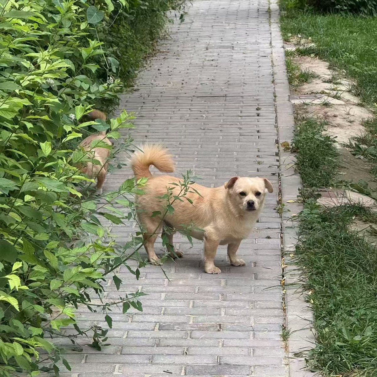 CharlesCla21643's tweet photo. Just swapped my 9-to-5 desk commute for a morning walk with my dog and a part-time plant shop gig—small shifts, way more joy. https://t.co/Iov8VDl9Ih