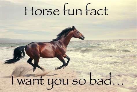 equine__dentist's tweet photo. i want you… https://t.co/Yw29TTbjUw