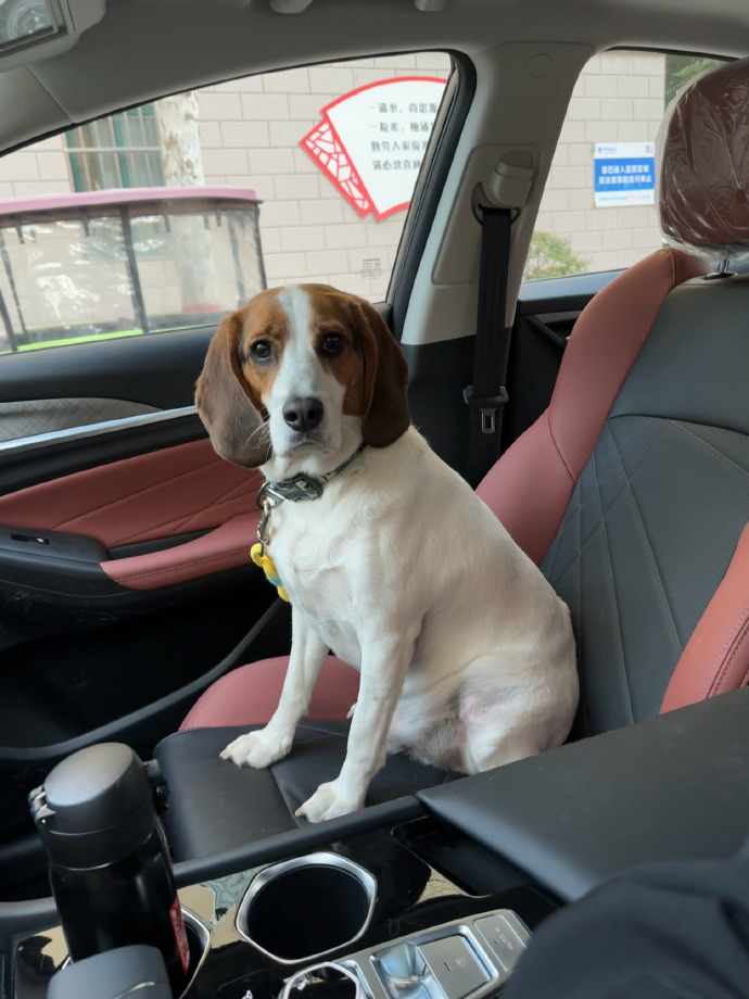 Eriska22826615's tweet photo. From taking public transit alone to driving my little dog to our morning coffee runs – tiny joys hit different this year ， https://t.co/DK6GmAHbh2