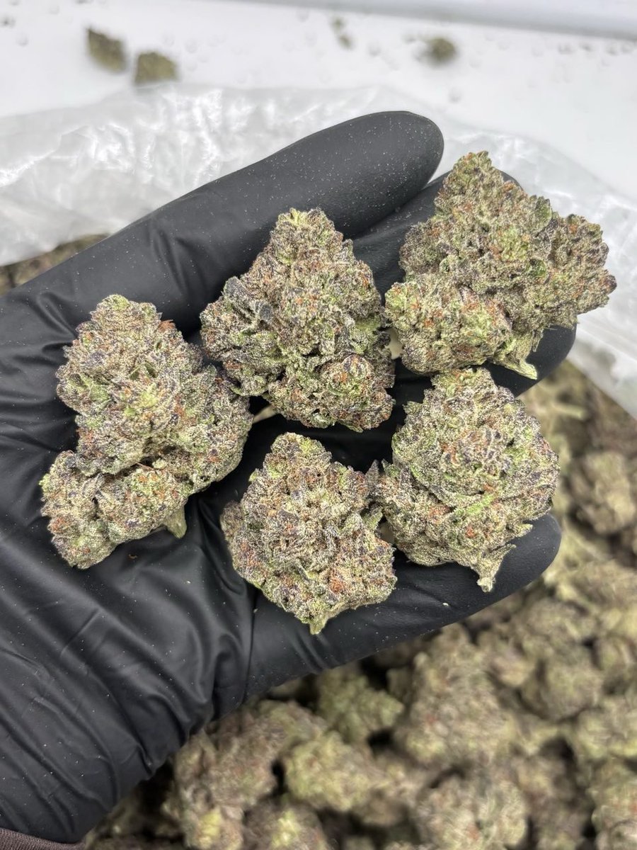 CharmcityVault's tweet photo. 💣🔥 GLITTERBOMB AAA+ 🔥💣
#bmorefreaks #baltimorefreaks #baltimoreweed #baltimoreplug https://t.co/X1sK3L73mB