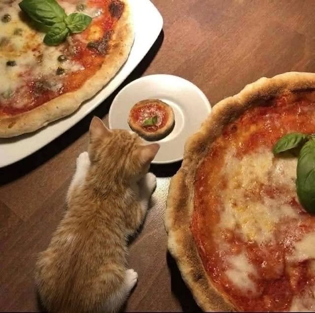 TheMeowFlix's tweet photo. His little pizza https://t.co/QTE0aem0jC