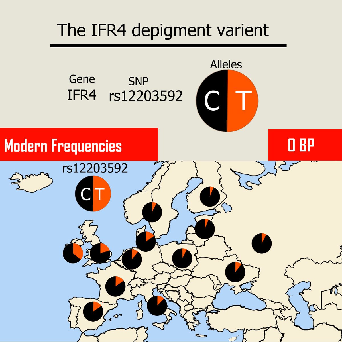 GenosHistoria's tweet photo. The IRF4 light-skin variant is rare today, usually only having frequencies of 10% in modern populations. In the Mesolithic, it had a 75–100% frequency in much of northern Europe, a 50% frequency in SW Europe, and, at its lowest, it had an 18% frequency in Ukraine https://t.co/uh3kNOYalo