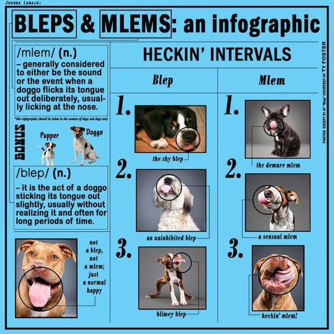 Mlem_pumpfun's tweet photo. the mlem must be preserved. https://t.co/aTbyMwSfsH