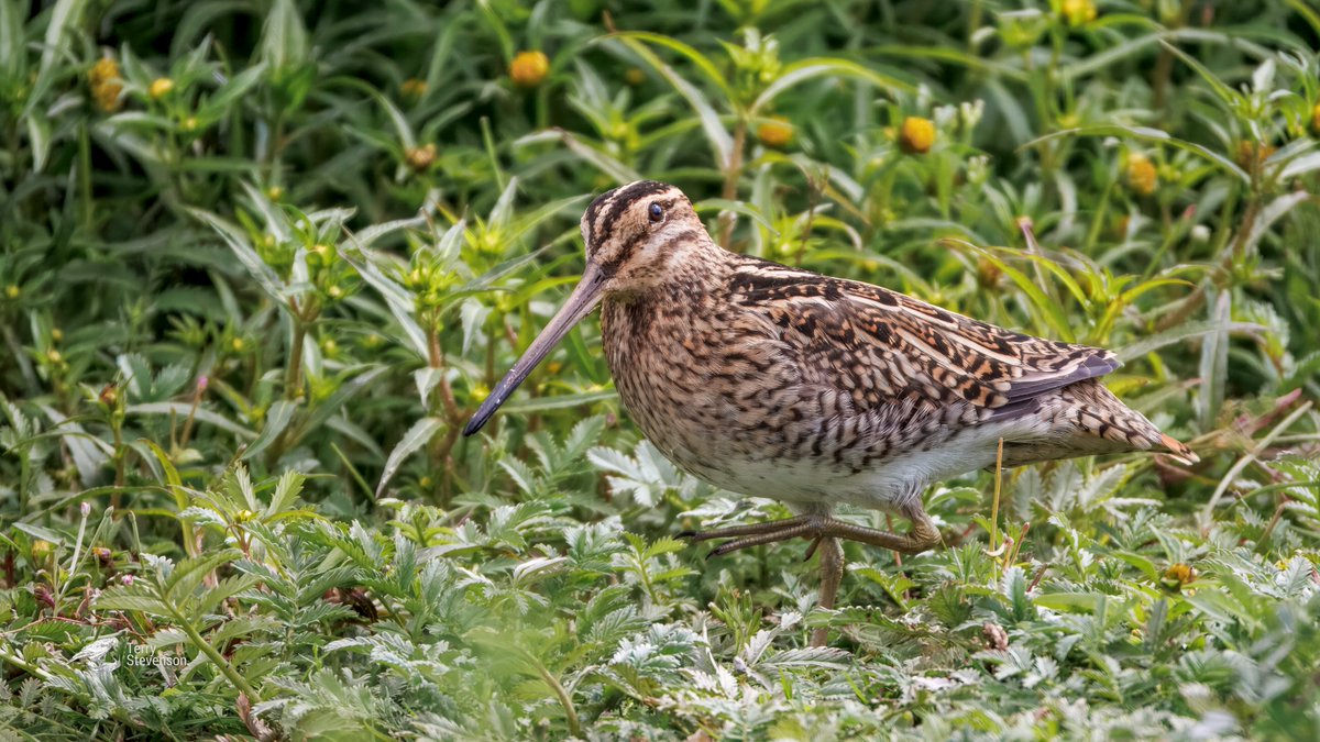 Chulavista21's tweet photo. A few from @WWTSlimbridge today: #Common_Snipe, #Common_Buzzard, Female #Pheasant & #Ruff https://t.co/y2hJWgWpAT