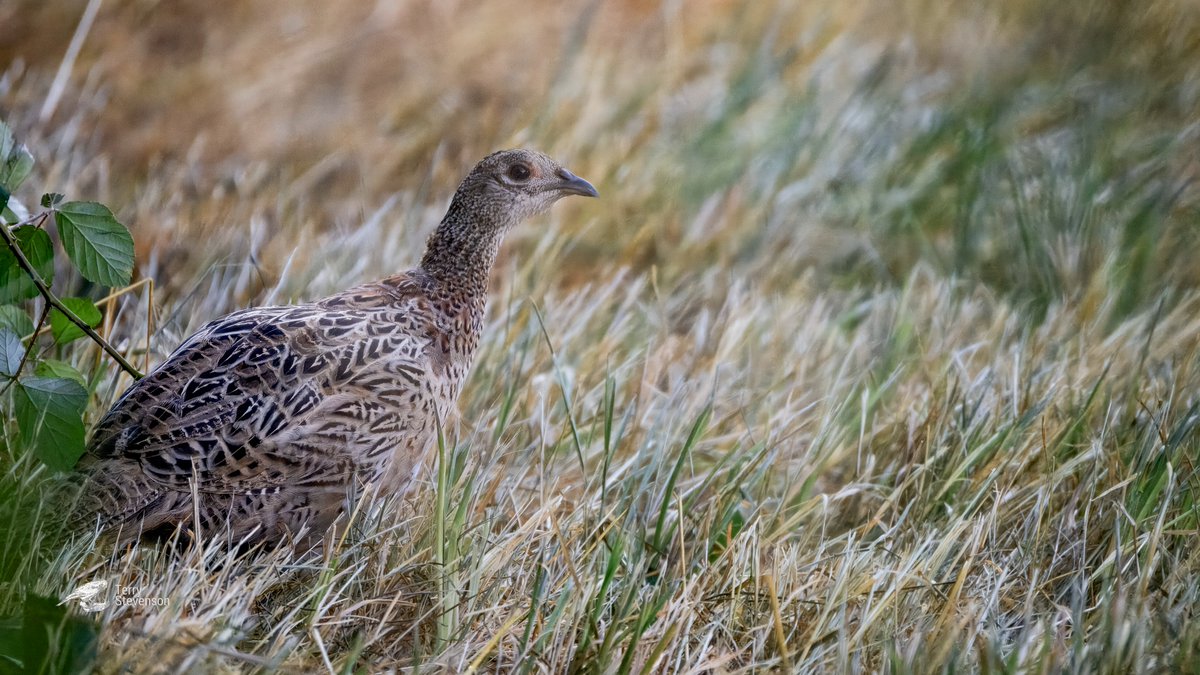Chulavista21's tweet photo. A few from @WWTSlimbridge today: #Common_Snipe, #Common_Buzzard, Female #Pheasant & #Ruff https://t.co/y2hJWgWpAT