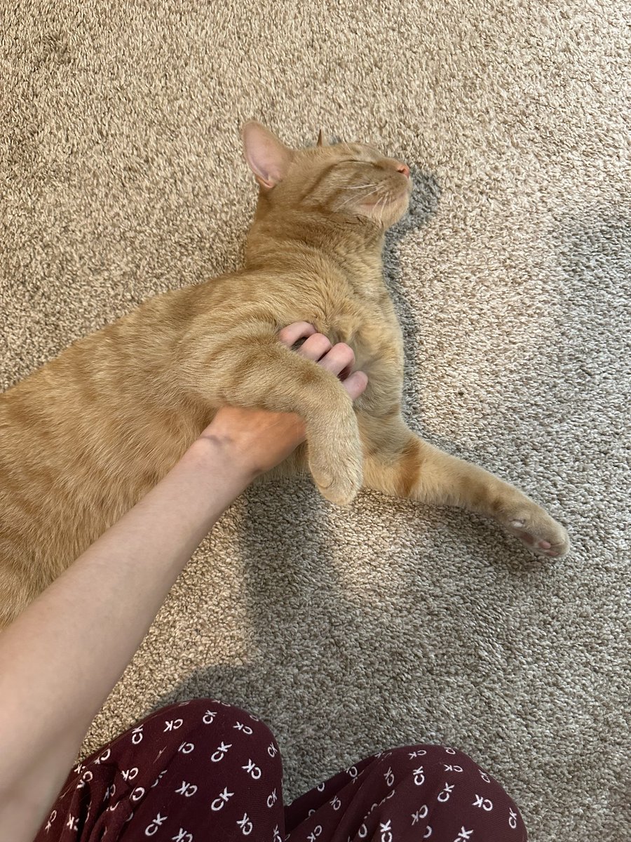 destinychariot's tweet photo. Earlier bro tapped me on the leg and flopped over and then closed his eyes to my pets 😭😭 https://t.co/AGyYV9ztom