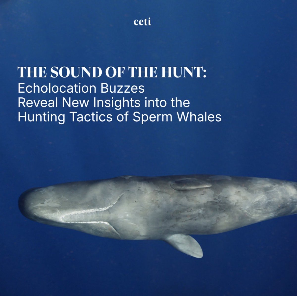 ProjectCETI's tweet photo. A new study by CETI Scientists analyzed thousands of hunting attempts and found that sperm whales flexibly switch prey-capture tactics within a single dive — adapting their approach in real time based on how their hunt unfolds. Read the pre-print here: https://t.co/krOgUvANLt https://t.co/9WGfIK59M2