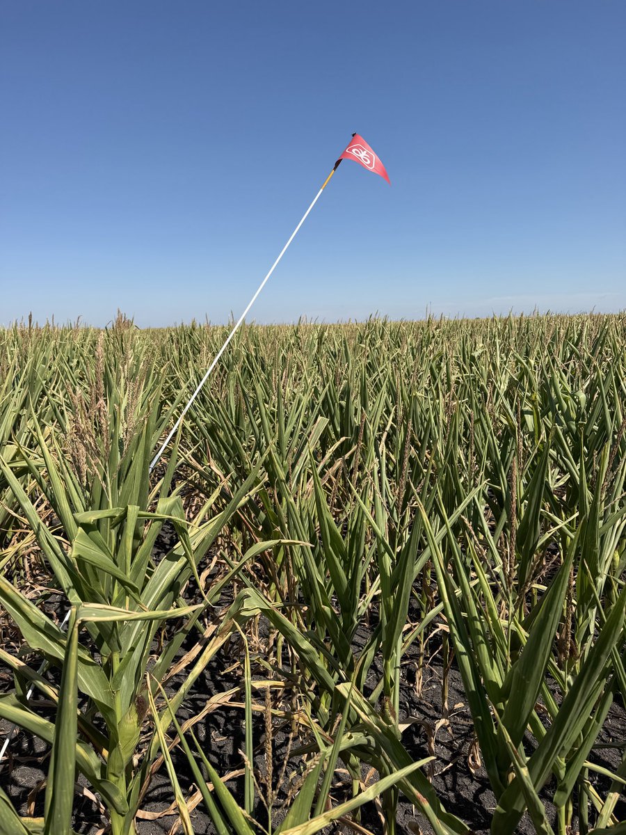 SchenckChad's tweet photo. Think I'll just go ahead and scrap this corn plot 🌽 https://t.co/fzVP9rx8Ew