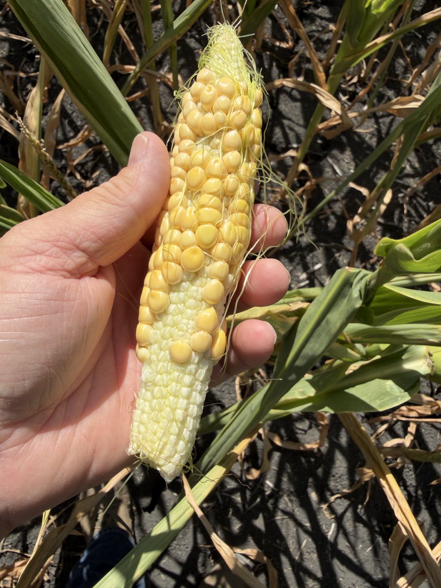SchenckChad's tweet photo. Think I'll just go ahead and scrap this corn plot 🌽 https://t.co/fzVP9rx8Ew