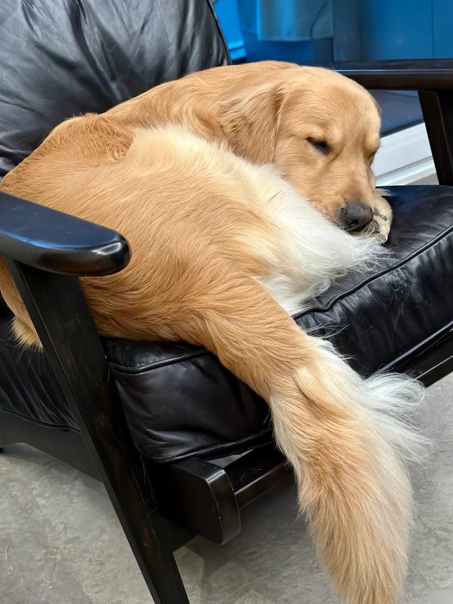 laurel316's tweet photo. My pup’s sleepy snuggles + this rainy Sunday = the coziest vibe ever https://t.co/DO3zKz8Kfj