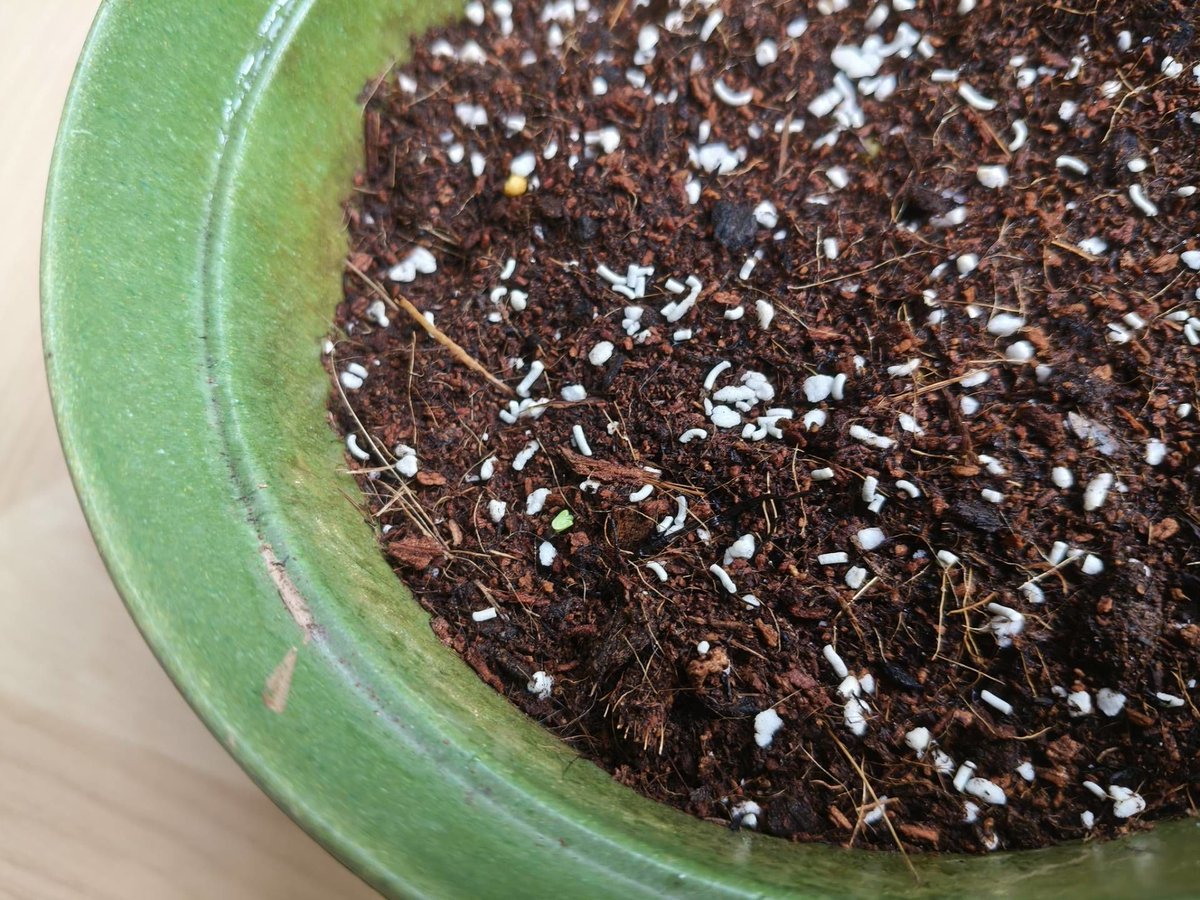 Lanninha_'s tweet photo. Tired of eating instant noodles daily My new tiny balcony herb garden has fresh basil u0026 mint for home-cooked meals now—small changes make big days brighter! https://t.co/L8uw0iQerp