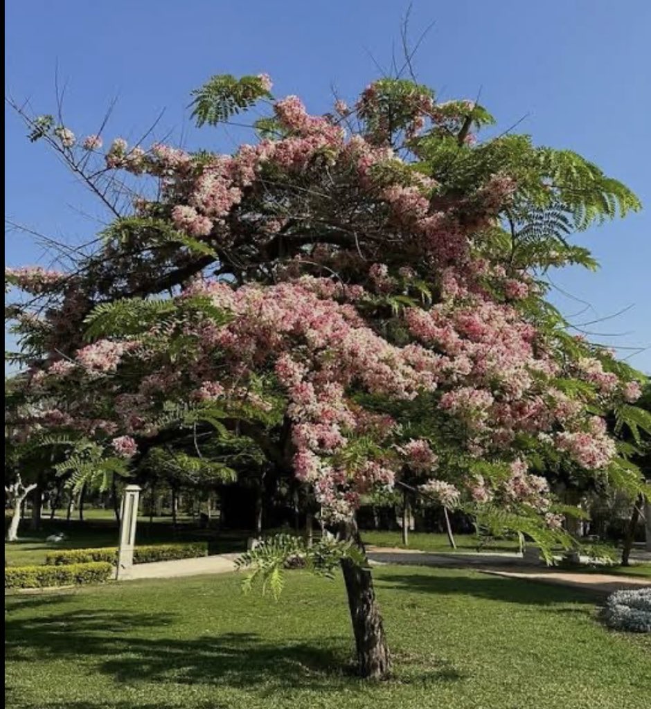 zbrg66's tweet photo. 🌳من اجمل الاشجار اللي تعتبر مظله ممتازة وكذلك الورد فيها جميل جدا 🌹 https://t.co/JZfGNnKzFp