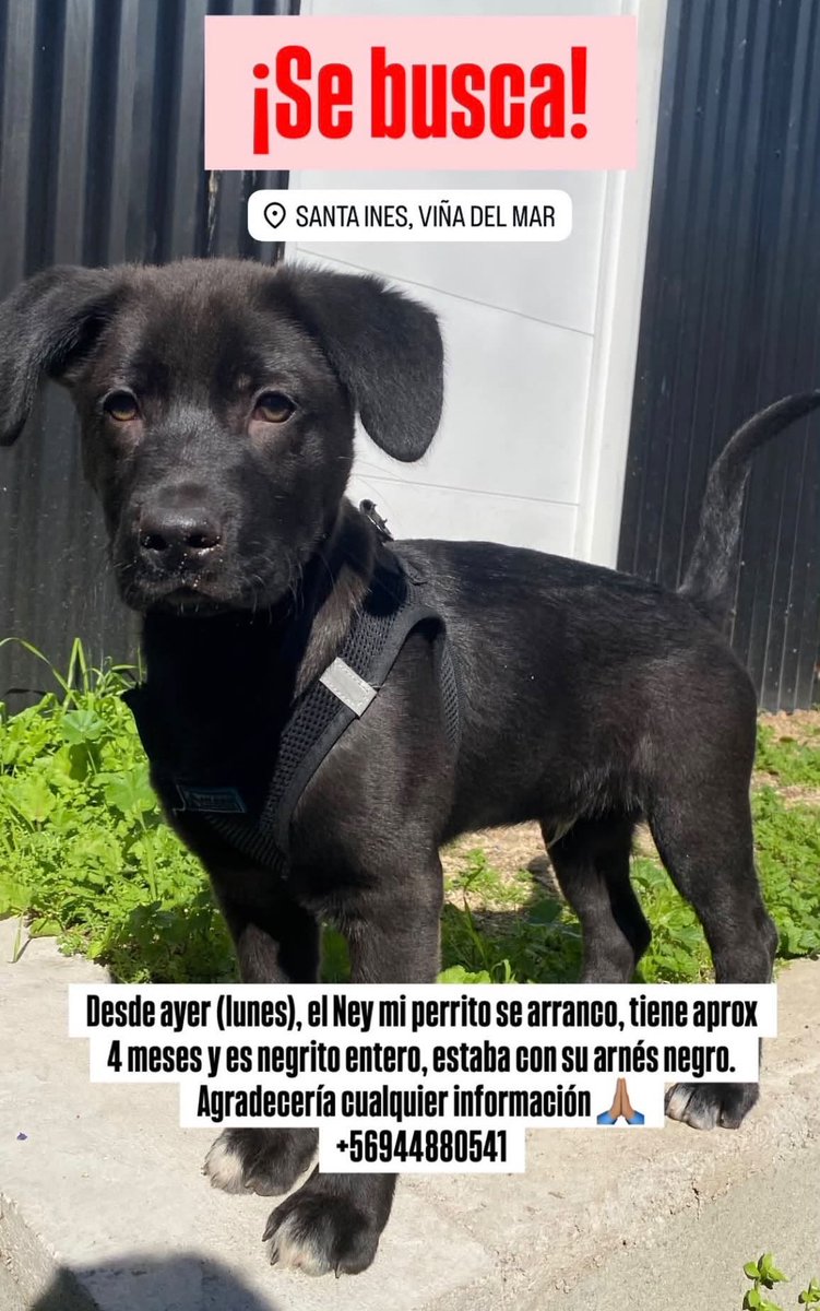 eltuitdemarsh's tweet photo. ¿Ayudamos difundiendo a Ney para que se reencuentre con su familia?
#ViñaDelMar https://t.co/Uw7vEHdmBZ