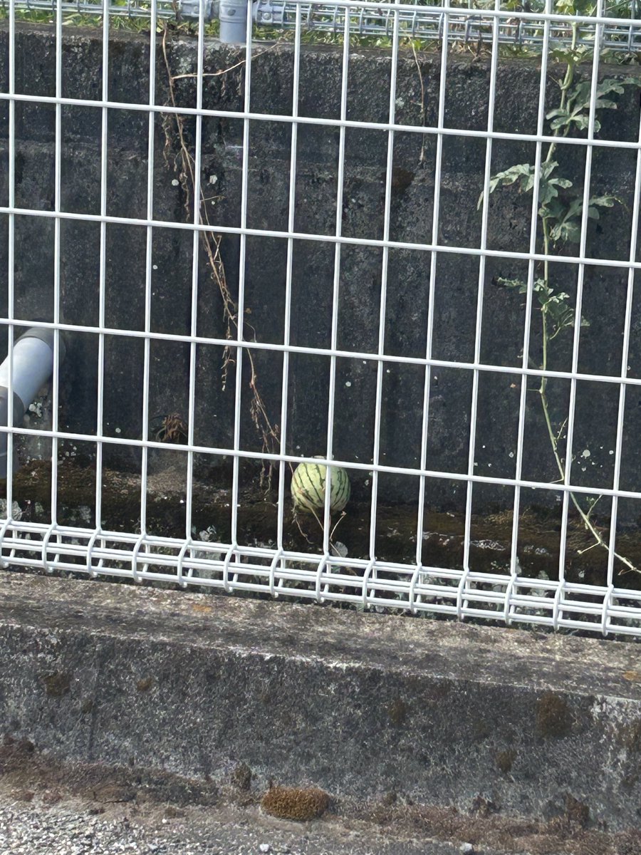 99Works_W_S's tweet photo. アウトローなスイカおった🍉 https://t.co/9Xk1RXy21p