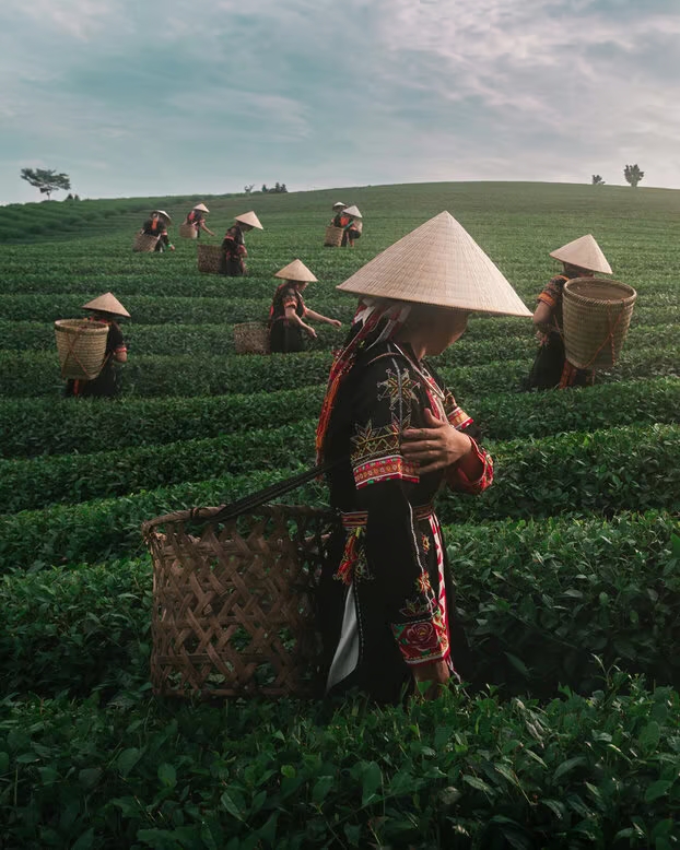 eyeonaxis's tweet photo. Harmony in the tea fields, Vietnam, 2024, by Chris Ha https://t.co/dGXT8COg3h