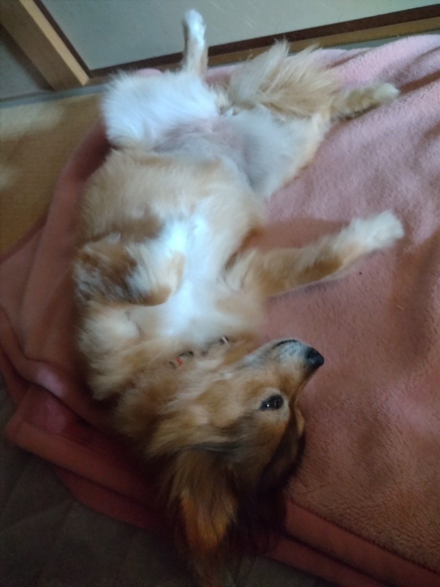 Haruka2Tom's tweet photo. 和室でコロン🐶

犬専用毛布(古くなった毛布)で快適な眠り💤

#いぬとの暮らし 
#犬専用 https://t.co/wEKcLADiTz
