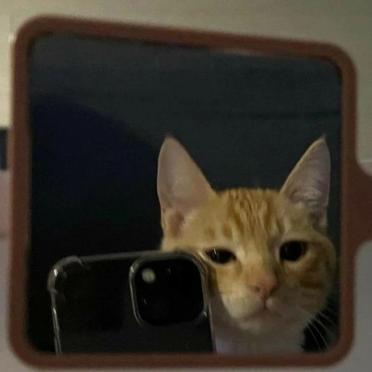 PunchingCat's tweet photo. https://t.co/mThqKa0pzU