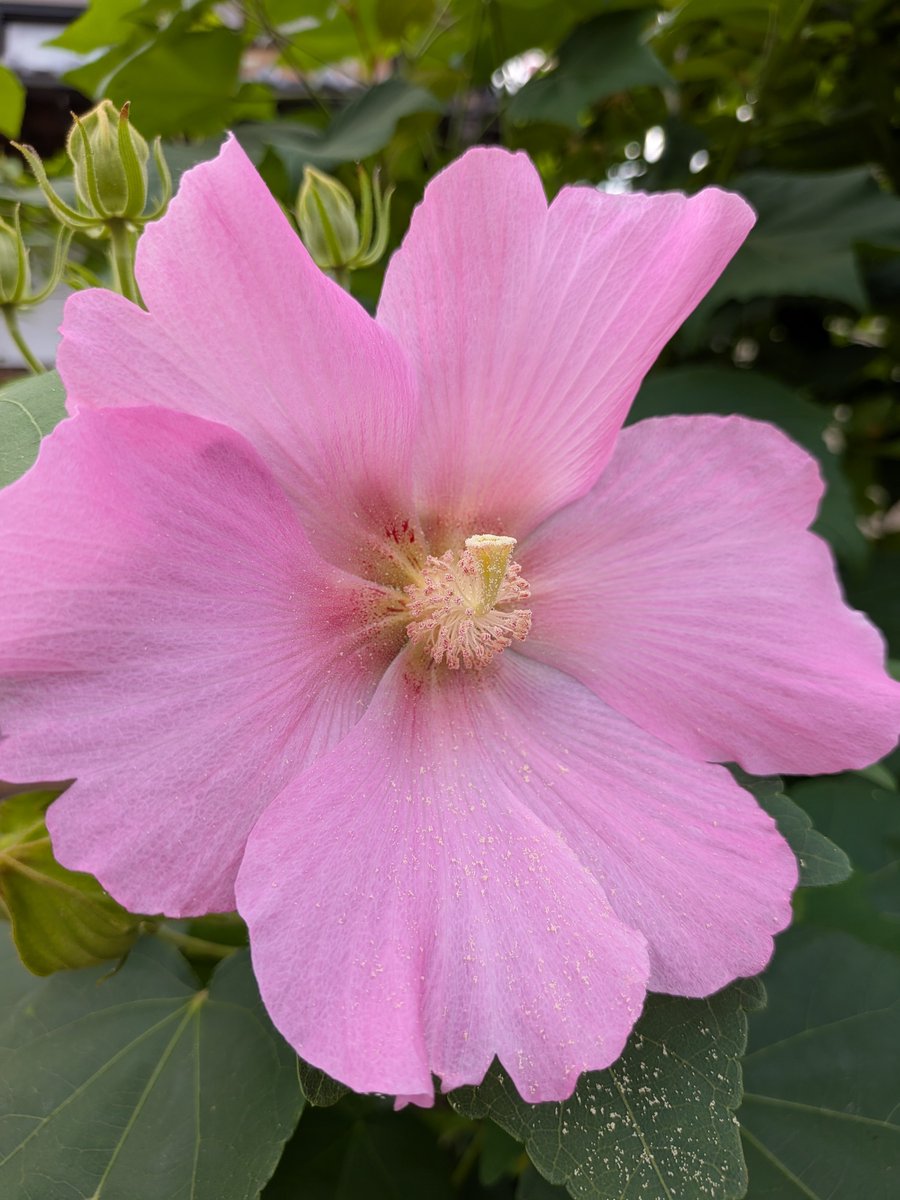 green2466's tweet photo. 朝、芙蓉が咲いていた。

芙蓉も、もう終わりのようだ。

暑かった夏も、秋に近づいているんだろうな。☺️ https://t.co/st4tdbPZIp