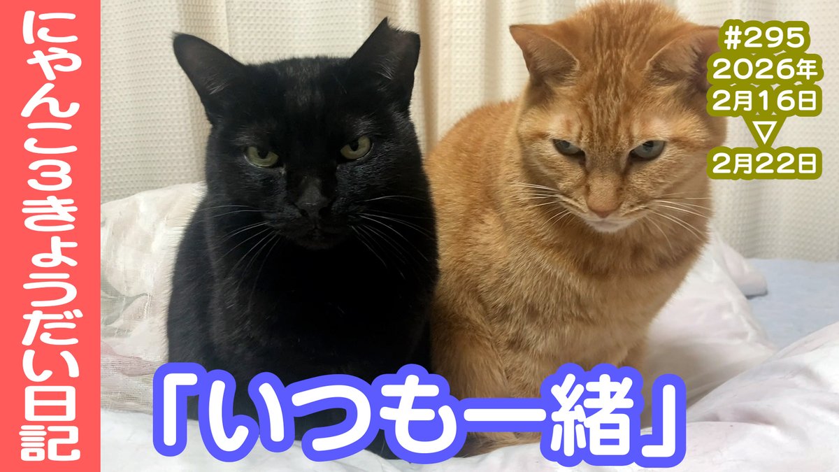 CatsLife_'s tweet photo. ❣️❣️YouTube上がりました❣️❣️

【ありかおぶっく @arikaobuk】さんの
「にゃんこ3きょうだい日記 #295 Diary of 3Cats」です✨🐈
↓
https://t.co/XbJvCU9zGt

とっても可愛いのでぜひご覧ください😊

#猫動画 #ネコ動画 #猫 #ねこ #保護猫 #繁殖引退猫 #癒し
#茶トラ #黒猫 #スコティッシュフォールド https://t.co/9S814LIAJU