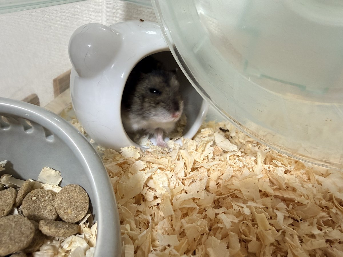 5mashi0_0806's tweet photo. ねおきのみたちゃん https://t.co/0L1br6jVvO