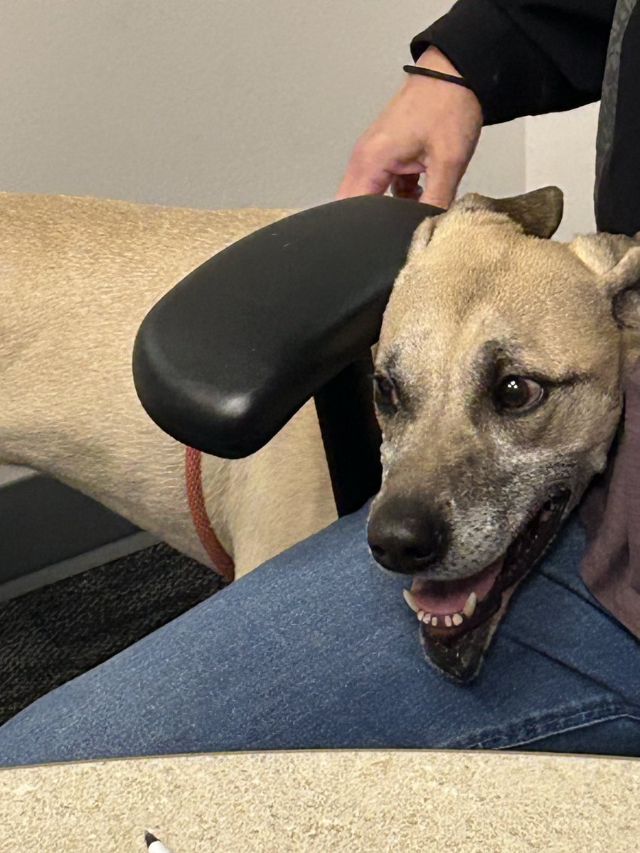 sybil1037's tweet photo. Shoutout to our @570KLIF &amp; @WBAP247NEWS listeners for adopting Clyde from @spcaoftexas today! Some lucky family found themselves a great doggo! https://t.co/FtyzRCDO1i