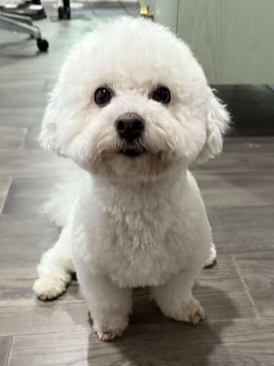 WolfyRecoleta's tweet photo. I was looking at the XAI docs and found an image of a dog; I clicked the link, and it took me to the actual image of a dog placed there by the XAI team themselves. Is this the XAI dog? See for yourselves:

https://t.co/3X75uYlcvH

https://t.co/iWKpF58iO5 https://t.co/BChsvXToLA