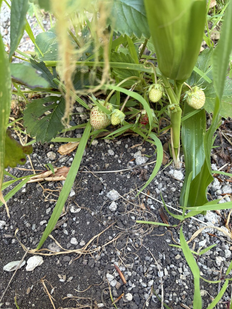 Ken_natureFarm's tweet photo. 【チャレンジ124日目】🌱
124日目の庭

地生え胡瓜が、ちいさく実ってきました🥒

苺も、ちらほら🍓

#自然農法 #家庭菜園 #コンポスト #北海道 https://t.co/WHlyAXkD6g