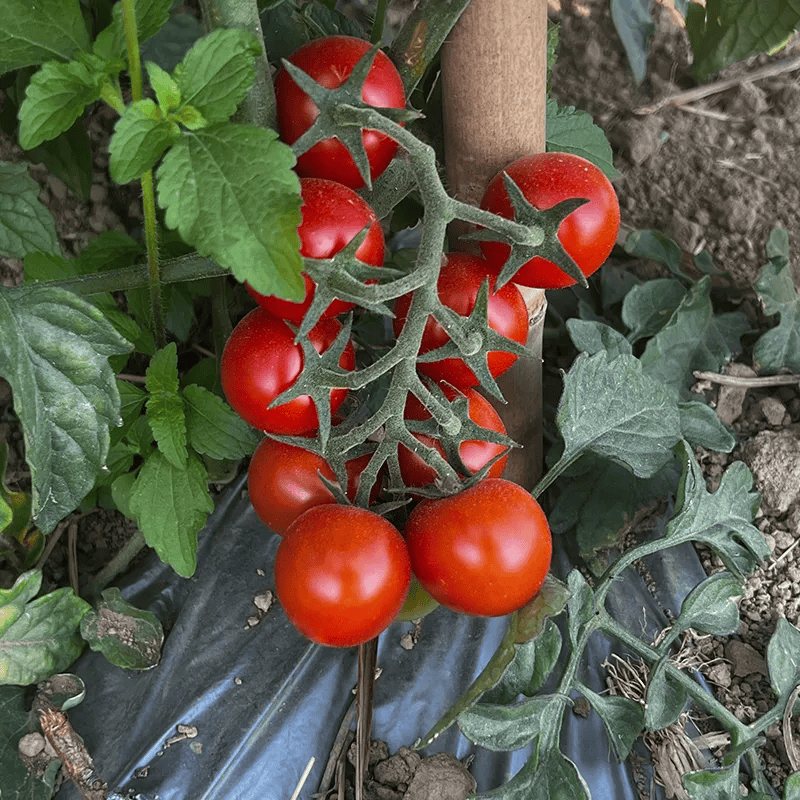 ArmanKh24941's tweet photo. Just tried the new organic cherry tomatoes from the local farm—bursting with sweet juice, zero bitterness, perfect for summer salads!  #FreshFind #LocalProduce https://t.co/gARtW9mD3P