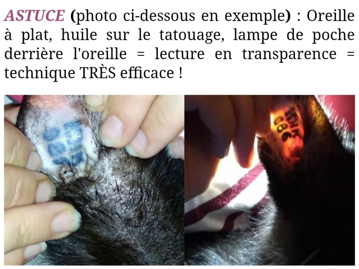 drd_seb10012's tweet photo. @SEDansTaTete_no Tu peux essayer ça (sachant que c'est forcément 3 lettres et 3 chiffres). Et peut-être voir quand même avec un veto au cas où il est aussi pucé, si tatouage illisible https://t.co/bS9PnS1H4T
