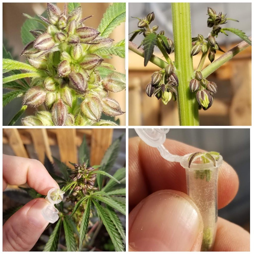 CryptoServiced's tweet photo. @DNAGenetics @seedsandkey Love Genetics! https://t.co/IbsOAMqB94