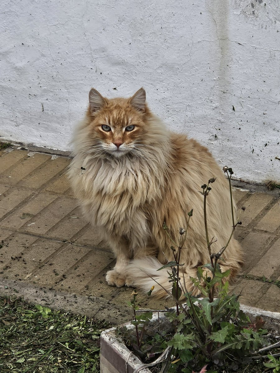 lichuu_'s tweet photo. miren el gato q vi hoy como vas a ser asi de hermoso!!! te amo https://t.co/CHQ4xCPs2j