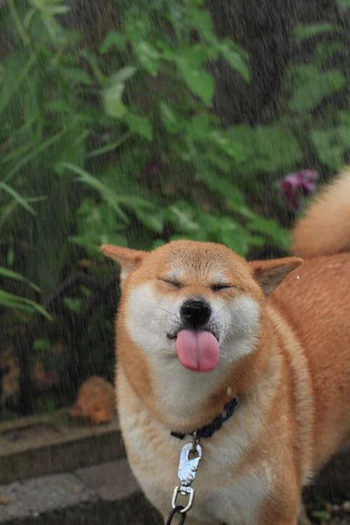 Mlem_pumpfun's tweet photo. Someone tried to rain on our parade $MLEM

we don't quit 

4CiLPCuACsnm11pP7SqordPyH8mtL56z2vj8pD3Zpump https://t.co/SqzOtn6Lr4