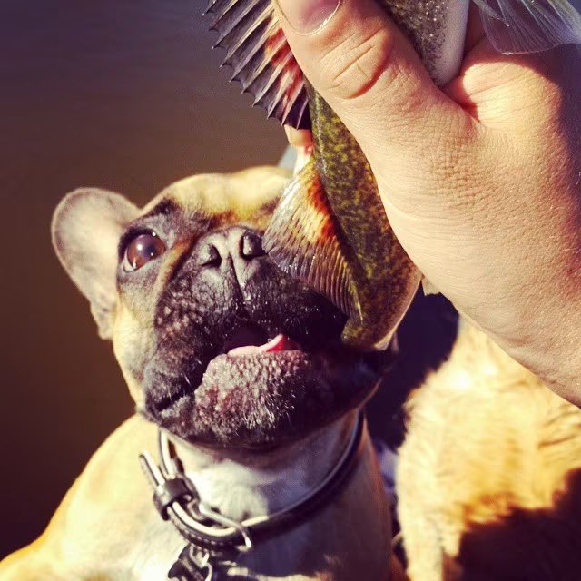 GonasDylan's tweet photo. @TheCriticalDri2 Seeing if she likes walleye https://t.co/yCQdw7uSyk