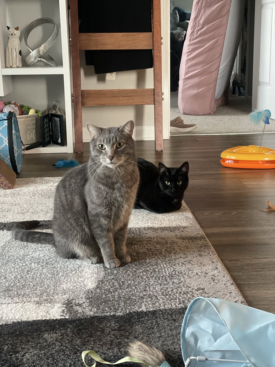 Navi_Pepper's tweet photo. play? https://t.co/LPZfiU6ZSD