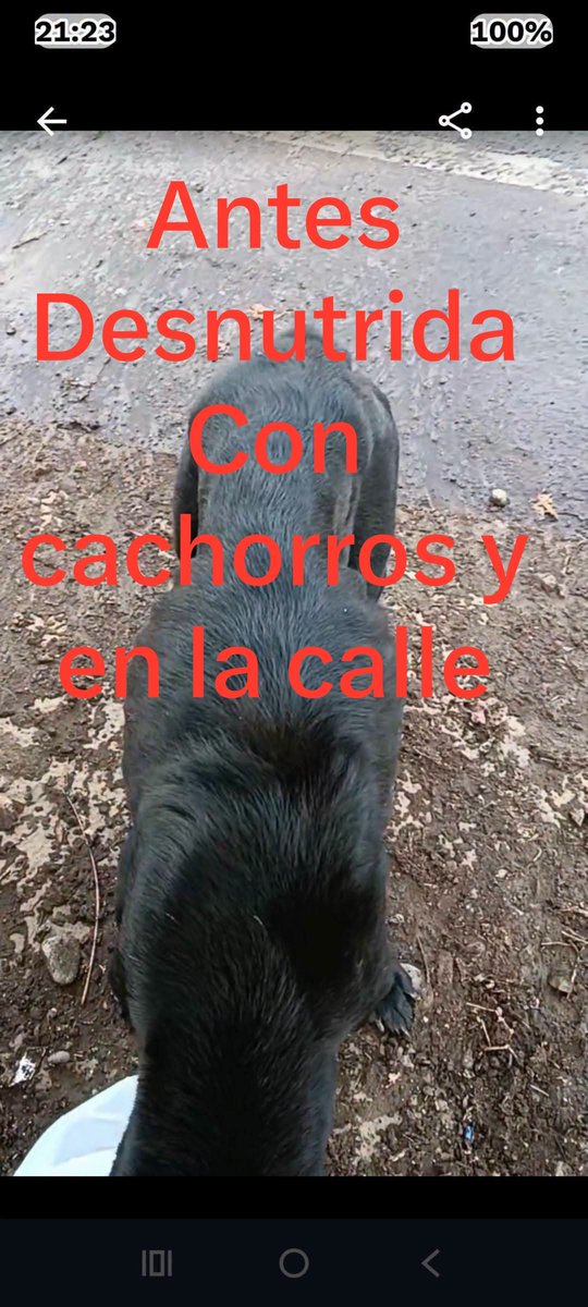 mariadanielayf's tweet photo. Se rescató en los huesos y solo tiene temporal para la esterilización después deberá volver a la calle cambiemos la historia de esta mamita 🆘 ella alimentaba a sus bebés con lo que vomitaba cuando comía en la calle, ella merece amor Wsp+569 57715183 con Lisette Stgo! https://t.co/Eg9c85ypAA